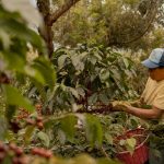 What Is Sustainable Coffee — And Why Your Morning Brew Might Be Harming the Planet