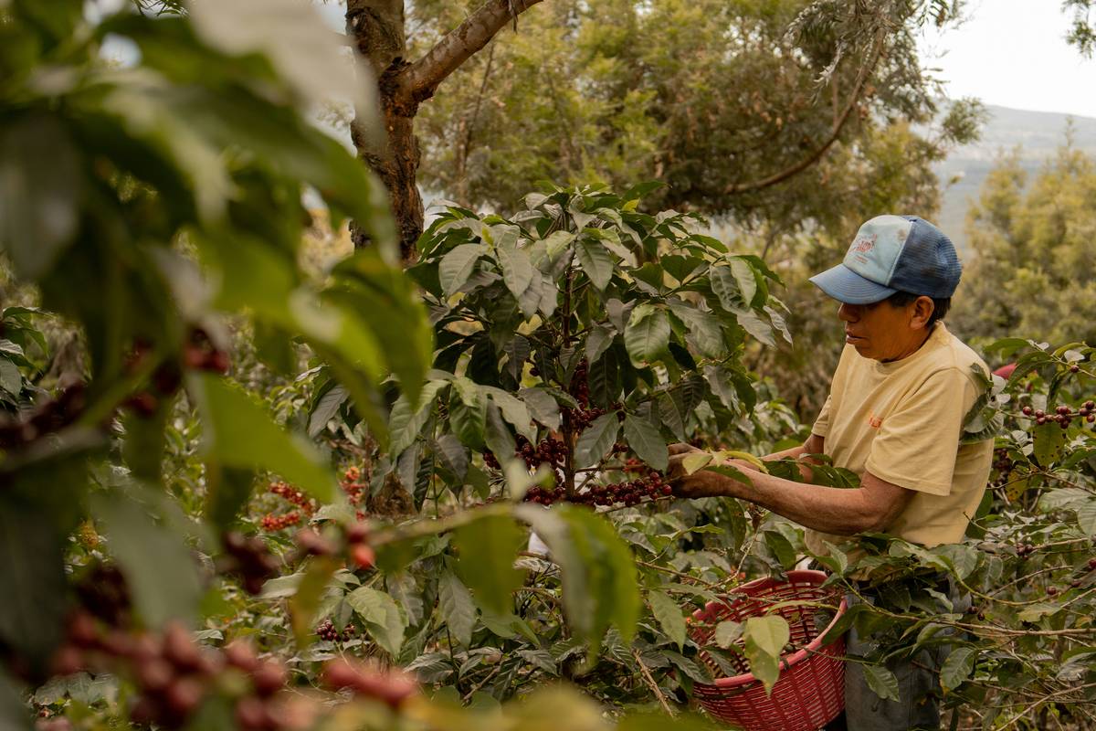 What Is Sustainable Coffee — And Why Your Morning Brew Might Be Harming the Planet